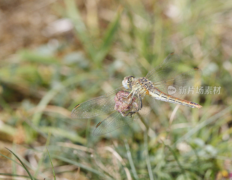 红脉蜻蜓(Sympetrum fonscolombii)雌性